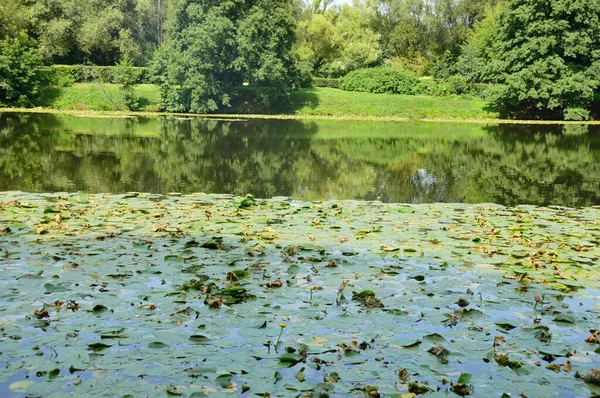 Blomstrende Dam Overflade Sommerdag - Stock-foto