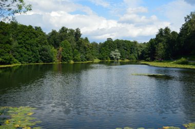 Limanda büyüyen ağaçlarla dolu bir gölet.