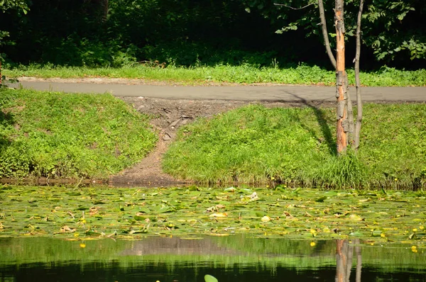 Der Weg Führt Hinunter Zum Wasser — Stockfoto