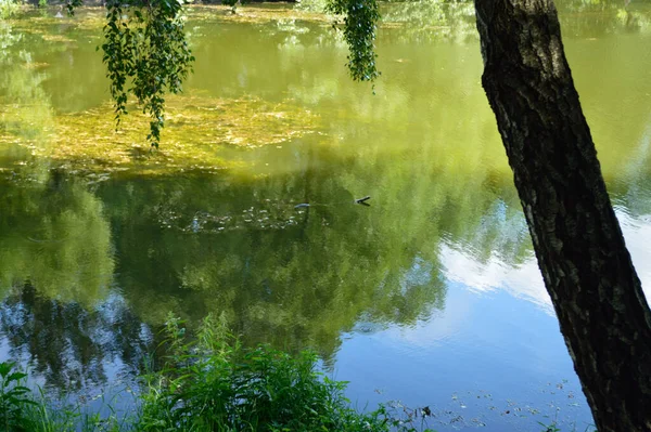 Äste Hängen Über Dem Wasser — Stockfoto