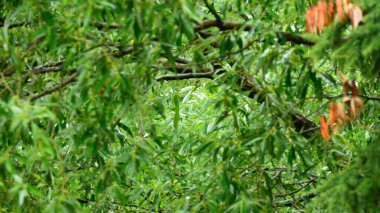 ağaç dalları yeşil yapraklarla kaplı