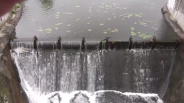 Şiddetli suları akan küçük şelale