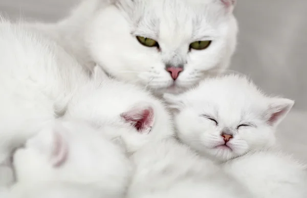 Gato y gatitos — Foto de Stock