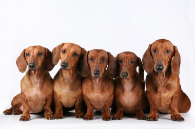 Dachshunds