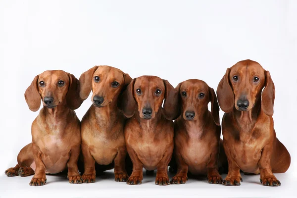 Dachshunds — Stock fotografie