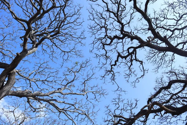 Branches Séchées Texture Arbre Géant Isolées Avec Fond Bleu Ciel — Photo