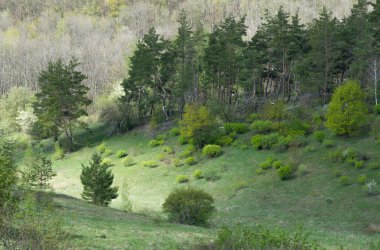 Fairytale orman yeşil 