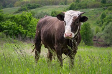 Genç bir çayır üzerinde boğa