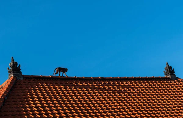 Monkey Walking Roof — Stock Photo, Image