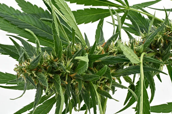 Kannabiszlevél Fehér Háttérrel Makro Lövés Egyetlen Friss Orvosi Marihuána Bimbó — Stock Fotó