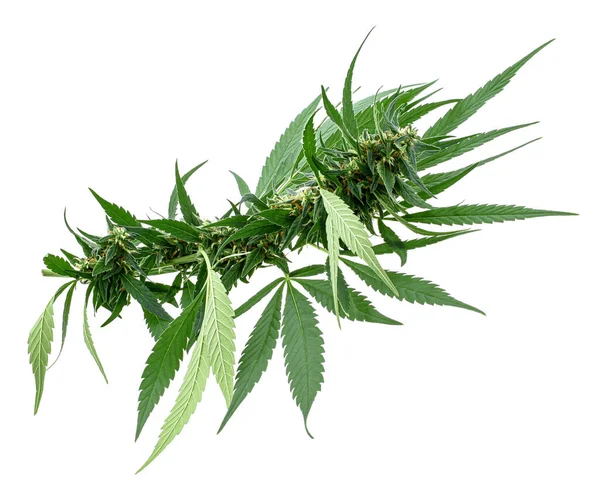 有白色背景的大麻叶 单一药用大麻芽或大麻植物花的宏观拍摄 白色背景隔离 — 图库照片