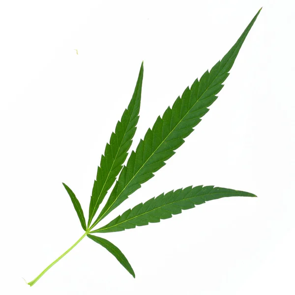 Kannabiszlevél Fehér Háttérrel Makro Lövés Egyetlen Friss Orvosi Marihuána Bimbó — Stock Fotó