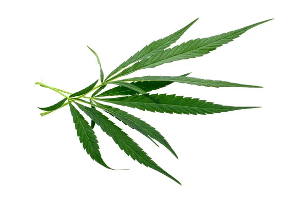 有白色背景的大麻叶 单一药用大麻芽或大麻植物花的宏观拍摄 白色背景隔离 — 图库照片