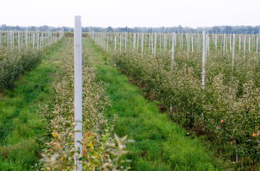 Bahçecilik tarımında elma yetiştiriyor. Elma ağaçları özel desteklerle ve bir sulama sistemi tedariğiyle yetişir