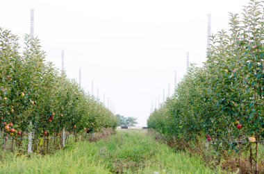Bahçecilik tarımında elma yetiştiriyor. Elma ağaçları özel desteklerle ve bir sulama sistemi tedariğiyle yetişir.