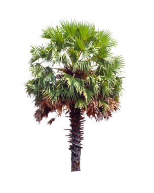 Beyaz arka plan üzerinde izole yeşil Hindistan cevizi ağacı