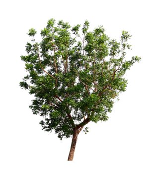 Beyaz arka plan üzerinde izole yeşil Hindistan cevizi ağacı