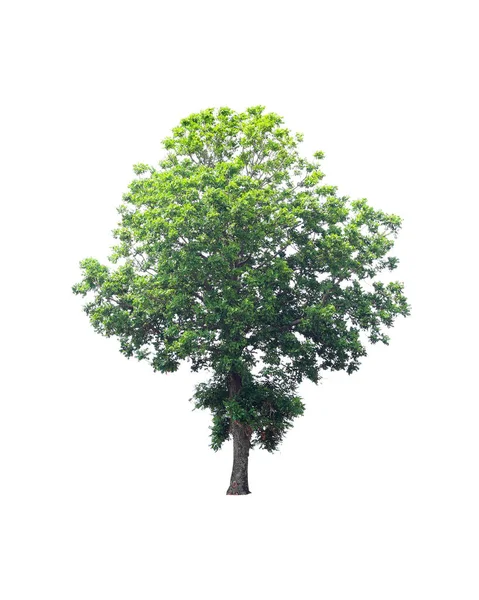 Beyaz Arka Plan Üzerinde Izole Yeşil Hindistan Cevizi Ağacı — Stok fotoğraf