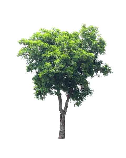 Groene Kokosnoot Boom Geïsoleerd Witte Achtergrond — Stockfoto