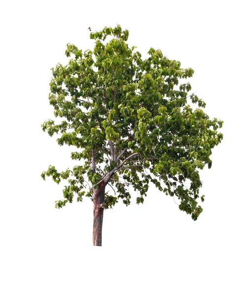 Albero Cocco Verde Isolato Sfondo Bianco — Foto Stock