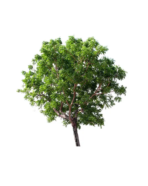 Strom Zelený Kokos Izolovaných Bílém Pozadí — Stock fotografie