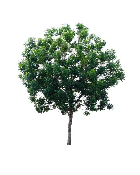 Strom Zelený Kokos Izolovaných Bílém Pozadí — Stock fotografie