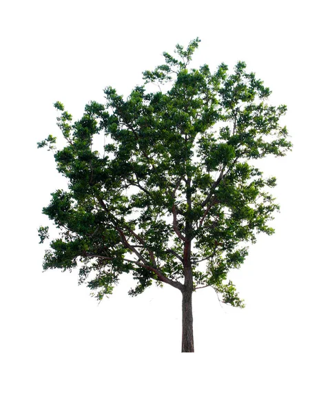 Albero Cocco Verde Isolato Sfondo Bianco — Foto Stock