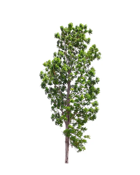Beyaz Arka Plan Üzerinde Izole Yeşil Hindistan Cevizi Ağacı — Stok fotoğraf