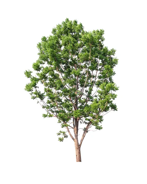 Albero Cocco Verde Isolato Sfondo Bianco — Foto Stock