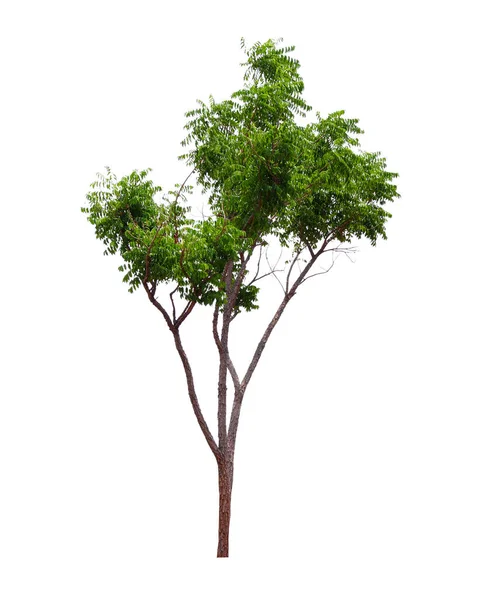 Grön Kokosnöt Träd Isolerad Vit Bakgrund — Stockfoto
