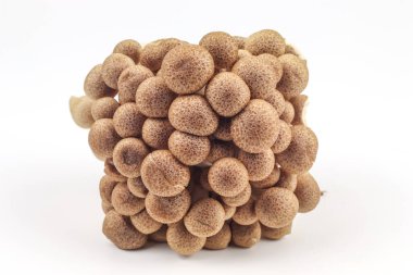 shimeji mantar beyaz zemin üzerine