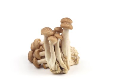 shimeji mantar beyaz zemin üzerine