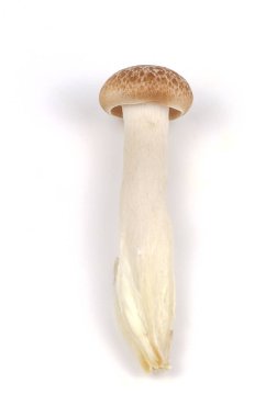 shimeji mantar beyaz zemin üzerine