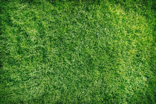 Hög Vinkel Syn Grönt Gräs Parken — Stockfoto