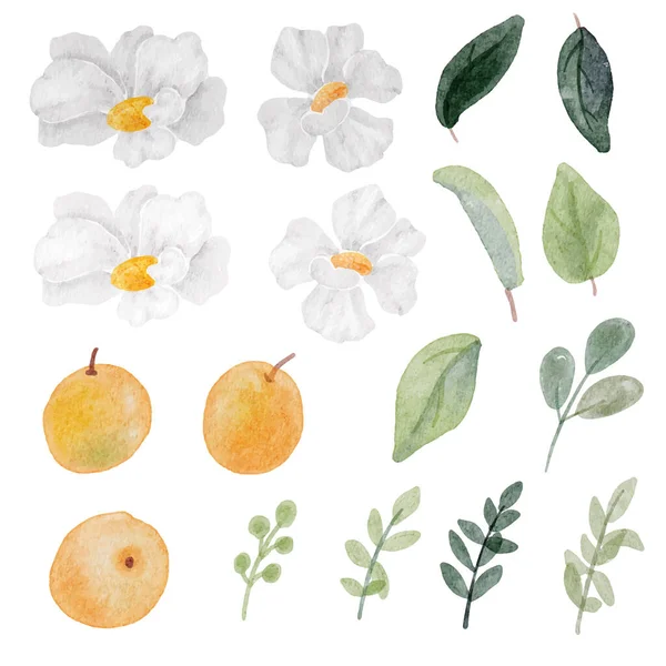 水彩白い花とオレンジの果実と緑の葉の要素コレクションは白い背景に隔離されています — ストックベクタ
