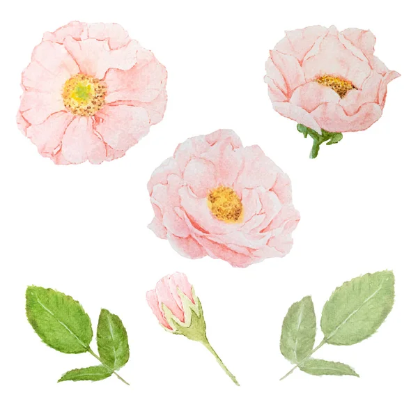 Aquarell Rosa Rosen Kollektion Auf Weißem Hintergrund Isoliert — Stockvektor