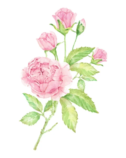 水彩艳丽的粉红色英式玫瑰花束 白色背景隔离 — 图库矢量图片
