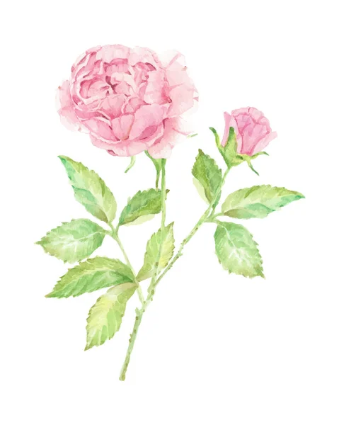 Ακουαρέλα Όμορφο Αγγλικό Τριαντάφυλλο Λουλούδι Υποκατάστημα Μπουκέτο Απομονωμένο Λευκό Φόντο — Διανυσματικό Αρχείο