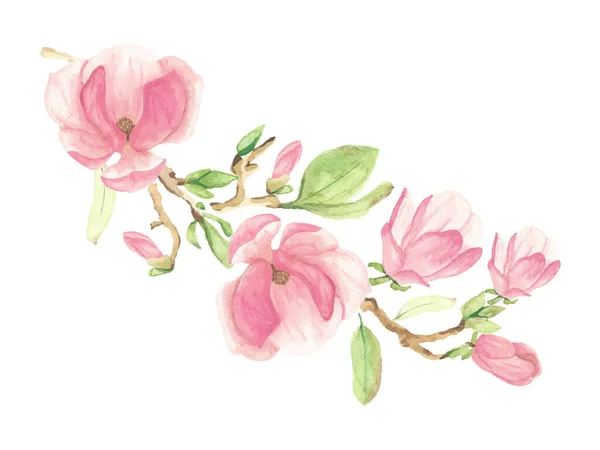Aquarell Rosa Blühende Magnolie Blume Und Zweig Bouquet — Stockvektor
