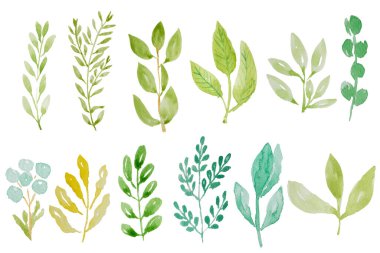 Beyaz arkaplanda suluboya yeşil yaprak izole