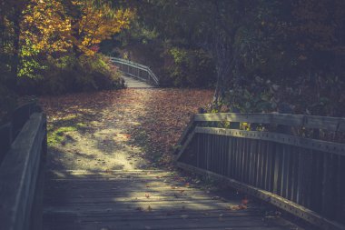 sonbahar yaprakları ile manzara. Retro tarzı filtre, akçaağaç yaprakları