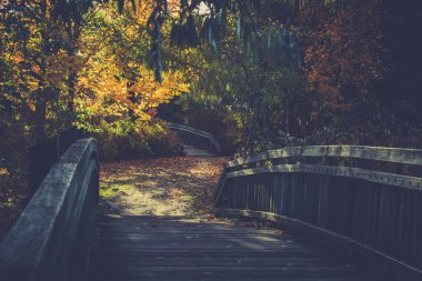 sonbahar yaprakları ile manzara. Retro tarzı filtre, akçaağaç yaprakları