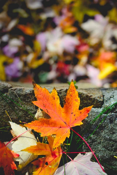 秋の紅葉風景です。レトロなスタイルのフィルター、カエデを葉します。 — ストック写真