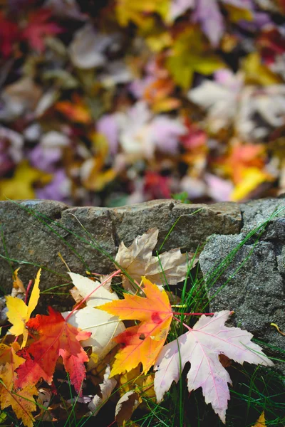 Sonbahar yaprakları ile manzara. Retro tarzı filtre, akçaağaç yaprakları — Stok fotoğraf
