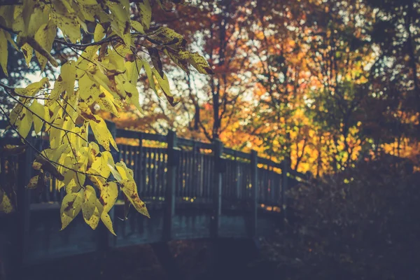 landscape with autumn leaves . Retro style filter, maple leaves