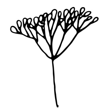 Çekirdekli dereotunun vektör görüntüsü. Siyah özet. Elle çizilmiş. Poster, ambalaj, logo tasarımı.