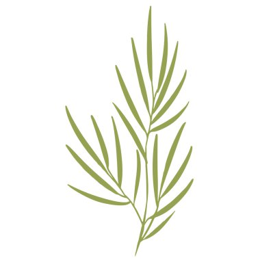 Yeşil yapraklı bir palmiye dalının vektör çizimi. Kumaş, baskı, duvar kağıdı, ambalaj, poster, ilaç, güzellik, kartpostallar için tasarım.