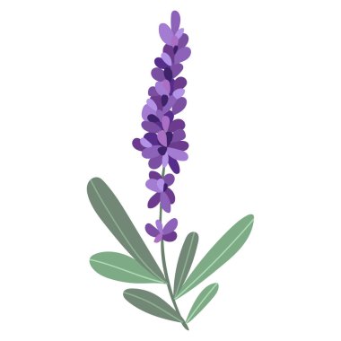 Mor lavantanın vektör görüntüsü. Bir çizim. Elle çizilmiş. Posterler, kartpostallar, davetiyeler, düğün tasarımı, tatiller, dekor, baskılar, tekstil, duvar kağıtları, dövmeler, kumaşlar.