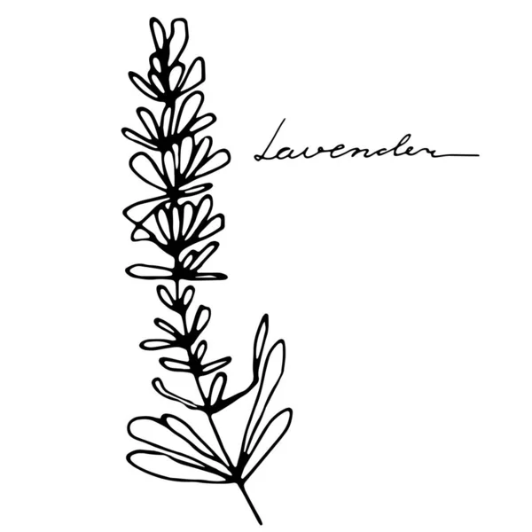 Διάνυσμα Εικόνα Της Λεβάντας Την Επιγραφή Λεβάντα Ένα Σκίτσο Χειροποίητο — Διανυσματικό Αρχείο
