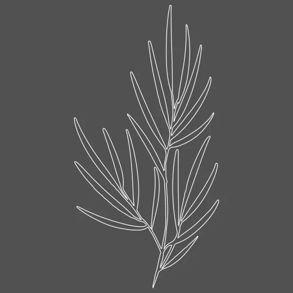 Векторная Иллюстрация Пальмовой Ветви Листьями Контурная Иллюстрация Дизайн Дома Печать — стоковый вектор
